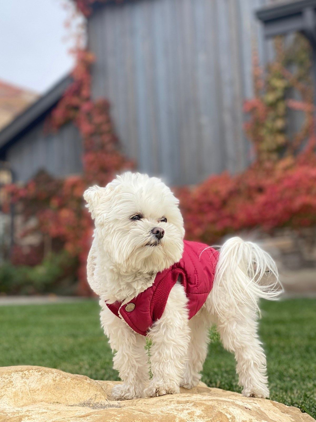 Thor, a small white dog in a red jacket